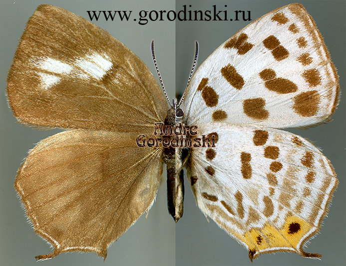 http://www.gorodinski.ru/lycaenidae/Araragi enthea entheoides.jpg